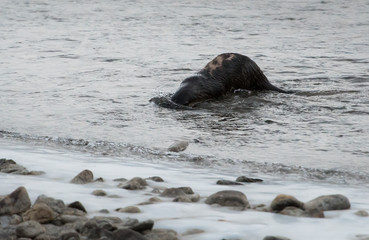 Fototapeta premium River otter in the wild