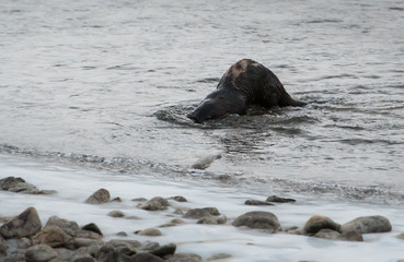 Naklejka premium River otter in the wild