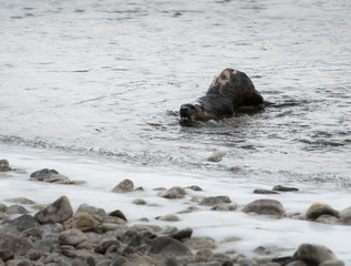 River otter in the wild