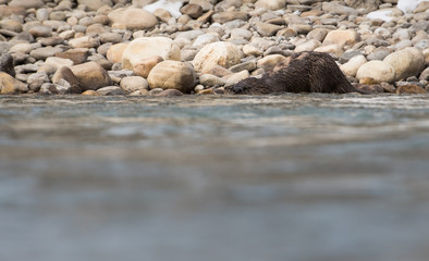 River otter in the wild