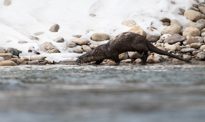 Obraz premium River otter in the wild