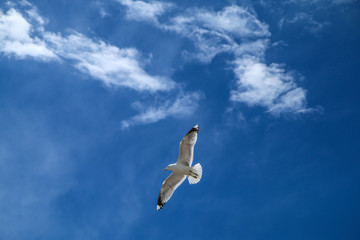 The seagulls flying on a clear sky above the roofs and heads of people in Helsinki. They are curious and impudent . But also beautiful. 