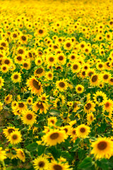 Sunflower Field in the sunset