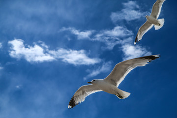 The seagulls flying on a clear sky above the roofs and heads of people in Helsinki. They are curious and impudent . But also beautiful. 