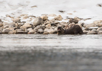 River otter in the wild