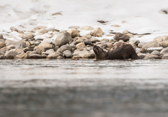 River otter in the wild