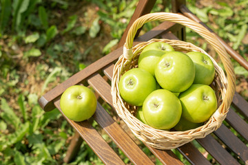 Green apple in wicker basket on garden chair Green grass Harvest time Organic food Copy space