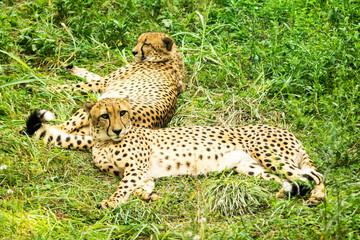 Cheetahs