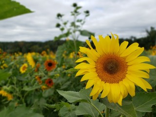 Fototapeta premium Sunflower field