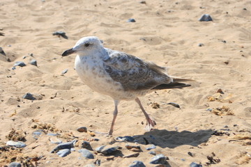 Möwe am Strand