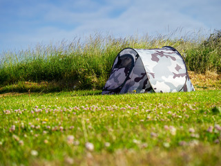 Camouflage tent in a field by house estate, concept homeless, Rich and poor,