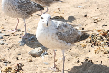 Möwe am Strand