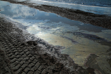 A sandy beach in Malmö in Sweden with the rotten smelly seaweeds on it with a dirty soiled water  