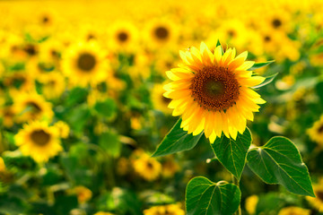 Sunflower Field in the sunset