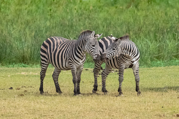 Fototapeta na wymiar Two zebras playing together in the savannah, in the Serengeti reserve in Tanzania