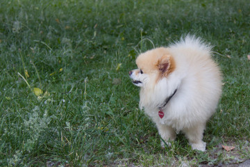 German Spitz stands in the summer grass with down from dandelions.