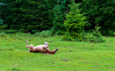Pferde wälzen sich im Gras 