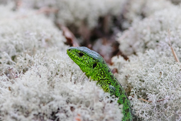 The sand lizard