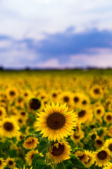 Sunflower Field in the sunset