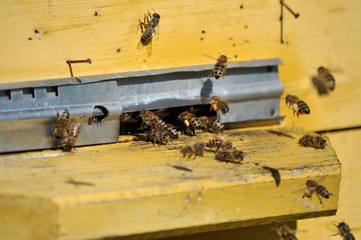 Through the slit, the bees fly into the hive