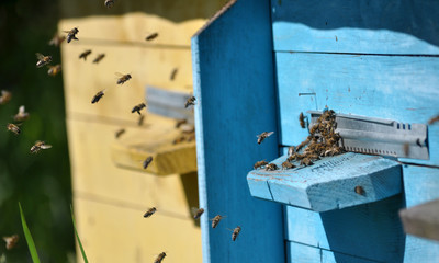 Through the slit, the bees fly into the hive