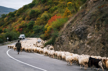 Shepherd is herding herd of sheep along Georgian military road, Zhinvali village, Mtskheta-Mtianeti, Georgia - 281687202