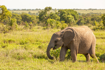 Fototapeta na wymiar Lone Elephant calf in profile
