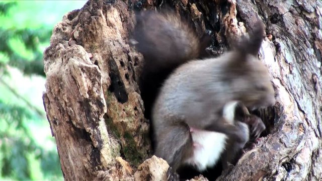 Zoom out view of squirrel