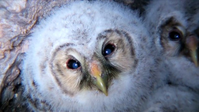 Owls in nest looking at camera,  Japan