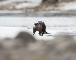 River otter in the wild
