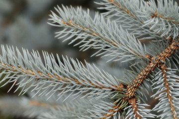 Naklejka na ściany i meble branch of silver fir tree