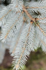 branch of silver fir tree