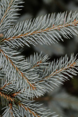 branch of silver fir tree