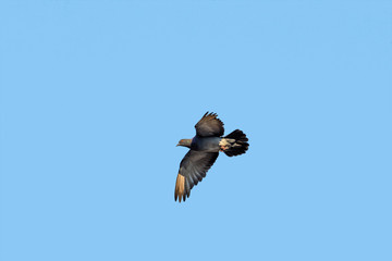 The bird flies on a background of blue sky
