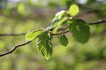 Buchenast
