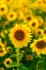 Sunflower Field in the sunset