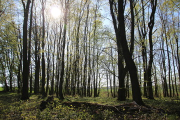 Sonne scheint im Frühling in den Buchenwald 