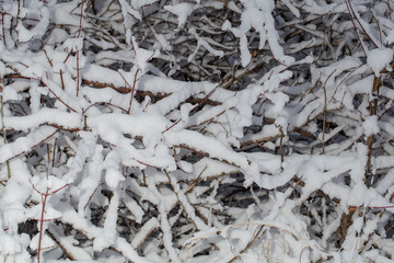 	 Trees covered with snow after a blizzard. Nature in winter. Christmas forest.	