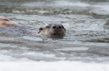 Fototapeta premium River otter in the wild