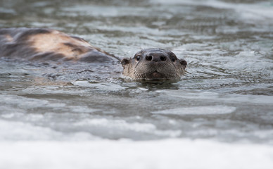 Fototapeta premium River otter in the wild