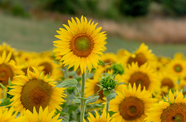 field of sunflowers