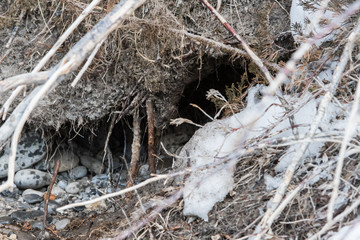 River otter in the wild