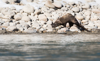 Fototapeta premium River otter in the wild
