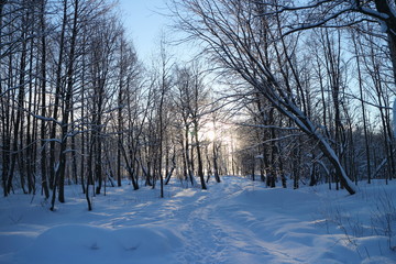 beautiful winter landscape footpath in the forest, sun sets behind the trees