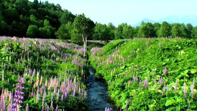 Zoom out of lupines and mountains