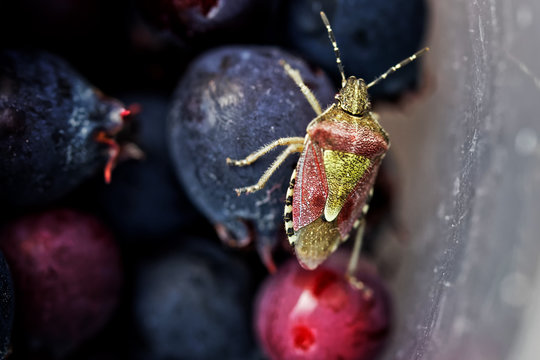 Colorful garden park shield bug on shadberry. Macro