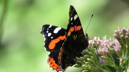  vanessa atalanta, farfalla