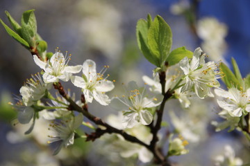 Kirschblüten 