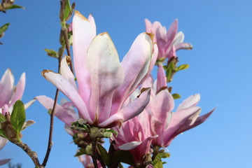 Magnolie