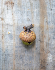 little nut on a wood floor as a background